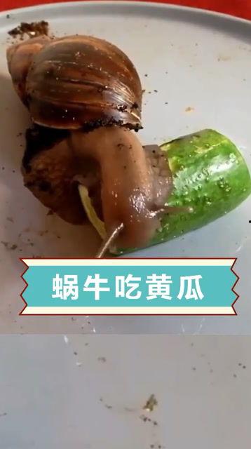 蜗牛吃酥瓜吗怎么吃,独特食趣探索