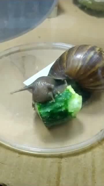 蜗牛吃酥瓜吗怎么吃,独特食趣探索