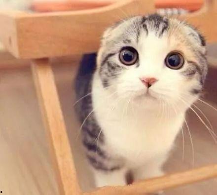 折耳猫吃瓜,折耳猫的瓜田奇遇记