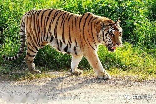 老虎吃瓜故事大全