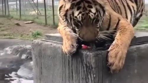 老虎吃瓜故事大全