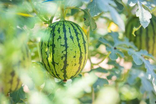 永年哪有瓜吃,探寻永年瓜果飘香之地