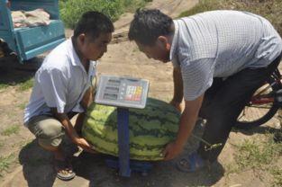 平度吃瓜事件,一场网络舆论的风波与反思