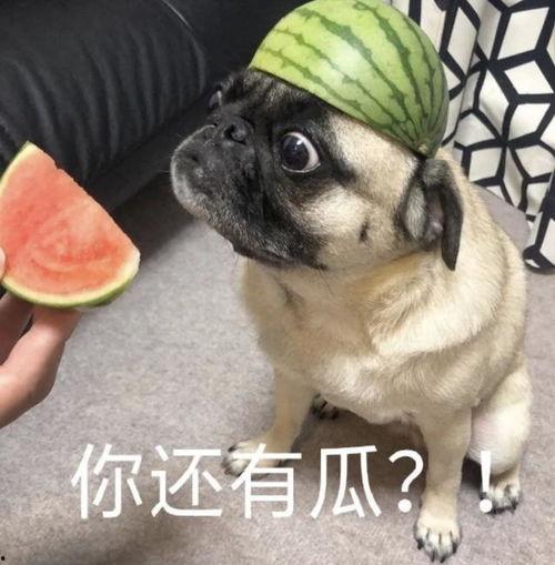 2021吃瓜表情包,2021年度热门吃瓜表情包大盘点