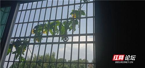 阳台吃瓜图,夏日悠闲时光