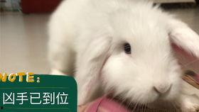 吃瓜紫色兔子,揭秘神秘生物的奇幻之旅