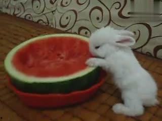 吃瓜紫色兔子,揭秘神秘生物的奇幻之旅