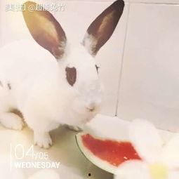 吃瓜紫色兔子,揭秘神秘生物的奇幻之旅