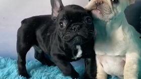 黑白双煞 吃瓜,吃瓜群众揭秘神秘势力