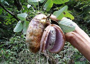 吃八月瓜的野果