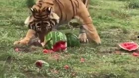 虎头瓜怎么吃,解锁健康美味新体验