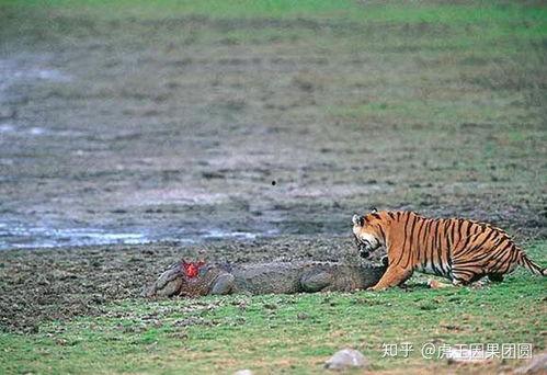 虎头瓜怎么吃,解锁健康美味新体验